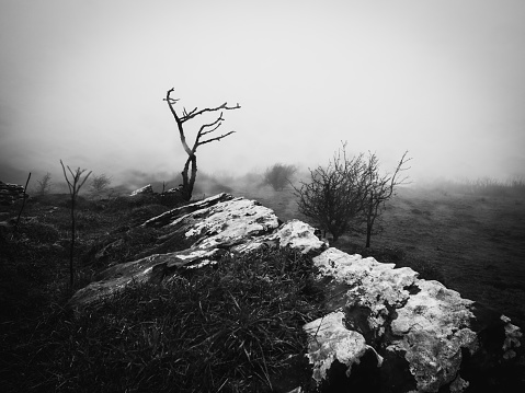 Journey into the captivating mystery of Crwbin Mountain Ridge in Wales with this haunting black and white landscape photograph. Enshrouded in dense fog, a solitary dead tree emerges as a poignant symbol of nature's resilience. The monochrome palette intensifies the ethereal atmosphere, casting an enigmatic aura over the scene. This composition, captured against the backdrop of the fog-draped mountain ridge, captures the essence of quiet beauty and introspection. Perfect for projects seeking a blend of eerie tranquility and atmospheric allure, this photograph invites viewers into a realm where silence and fog weave a timeless tale.