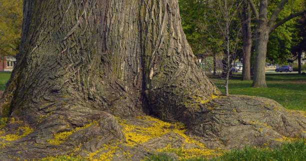 tronc majestueux d’un grand arbre révélant un système racinaire complexe. les racines exposées s’enfoncent dans le sol, montrant l’emprise de la nature. des racines profondes, des racines superficielles, témoignent de la force et de l’âge de  - bark elm tree oak tree wood photos et images de collection