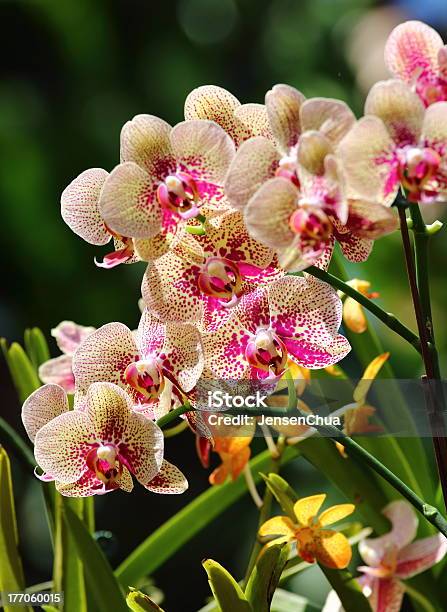 Orchids Stock Photo - Download Image Now - Blossom, Botany, Bouquet