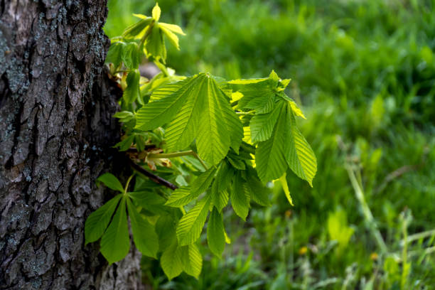 istock Green Chestnut Leaves in beautiful light, Spring season, spring colors 1770602264