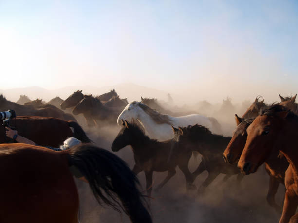 Nature's Dance:野生の馬の群れの中の写真家。 ストックフォト