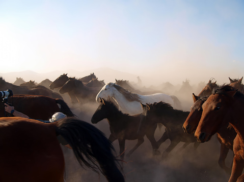 Nature's Dance: Photographer Among the Wild Horses Herd.\n\nPhotographed with OLYMPUS DIGITAL CAMERA.