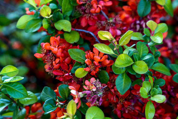 istock Red flowers of henomeles, spring background 1770606123