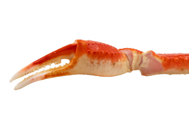 istock Cooked Peruvian Southern King crab leg isolated on a white background. Crab claws isolated on white background 1770611150