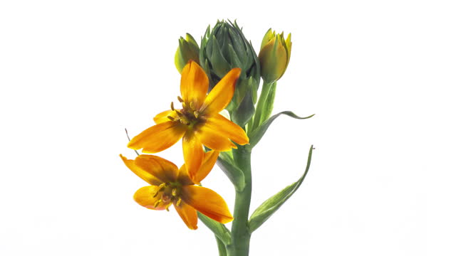 Blooming of beautiful primrose, yellow Ornithogalum, flower in close-up, isolated on black background.