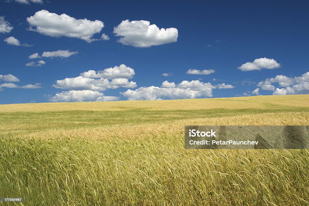 Golden fields - Foto de stock de Agricultura royalty-free