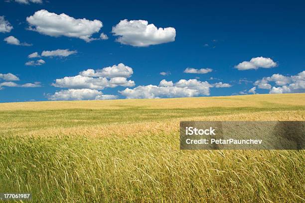 Foto de Golden Fields e mais fotos de stock de Agricultura - Agricultura, Ajardinado, Amarelo