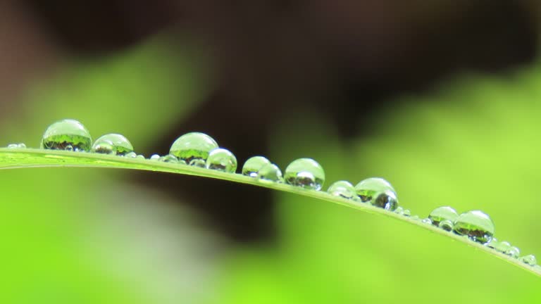 Dew drop on leaf grass