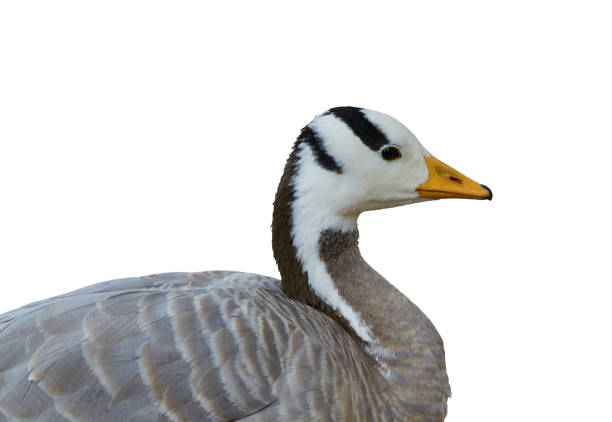 Portrait of a bar headed goose, close up, isolated on white. stock photo