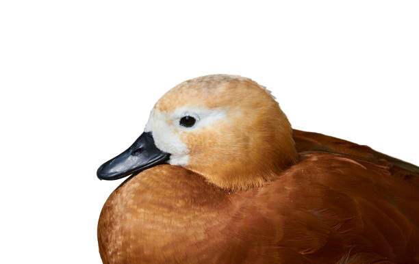 Portrait of a ruddy shelduck, close up, isolated on white. stock photo