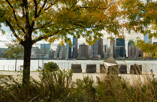 Manhattan skyline behind golden colored tree at the waterfront park in Long Island City, New York