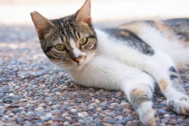 Little stray kitten is lying on the street.