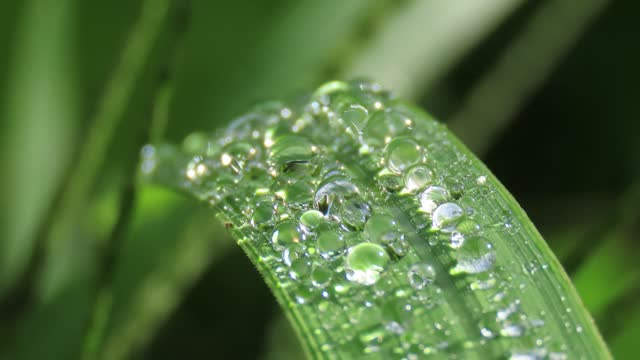 Dew drop on leaf grass