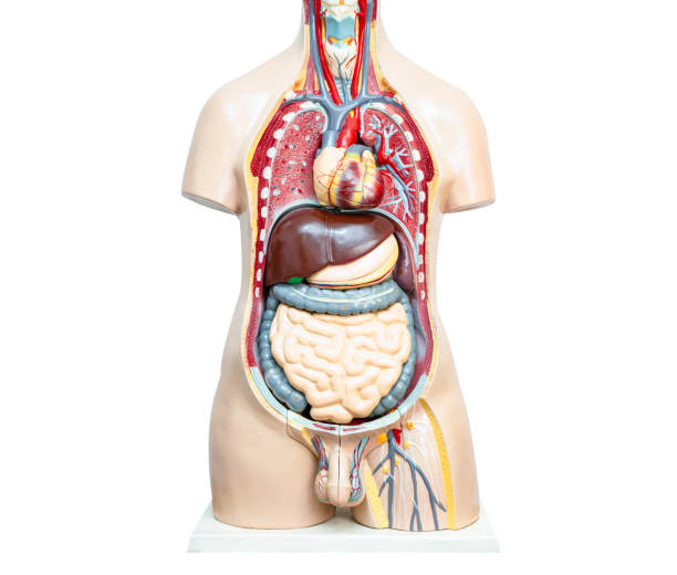 istock Human body model anatomy for medical training course, teaching medicine education. 1770634903