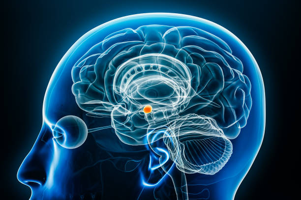 istock Cerebral amygdala x-ray profile close-up view 3D rendering illustration with body contours. Human brain and limbic system anatomy, medical, biology, science, neuroscience, neurology concepts. 1770635995