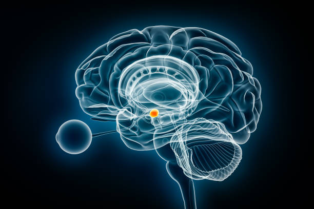 istock Cerebral amygdala profile x-ray view 3D rendering illustration. Human brain and limbic system anatomy, medical, healthcare, biology, science, neuroscience, neurology concepts. 1770636013