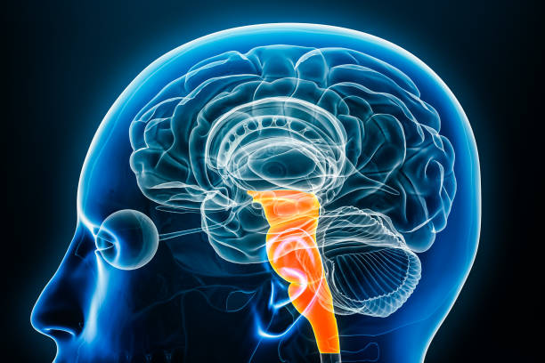 뇌간 또는 뇌간 x선 프로파일 클로즈업 뷰 신체 윤곽이 있는 3d 렌더링 그림. 인체 해부학, 의학, 생물학, 과학, 신경 과학, 신경학 개념. - medulla oblongata 뉴스 사진 이미지