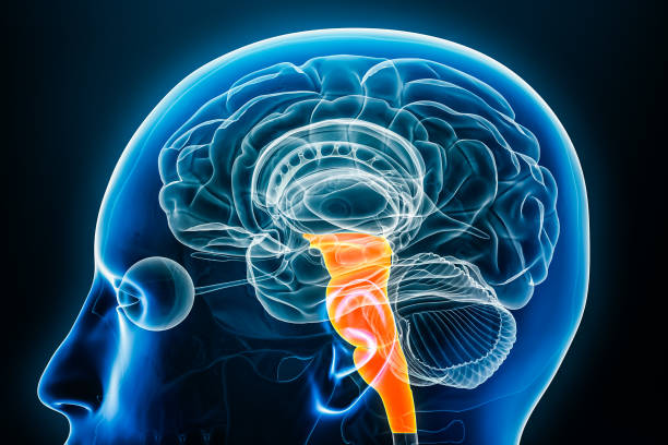 istock Brainstem or brain stem x-ray profile close-up view 3D rendering illustration with body contours. Human anatomy, medical, biology, science, neuroscience, neurology concepts. 1770636101