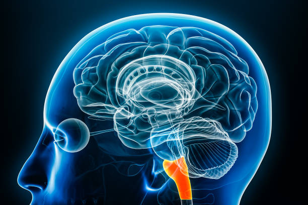 istock Medulla oblongata x-ray profile close-up view 3D rendering illustration with body contours. Human brain stem or brainstem anatomy, medical, biology, science, neuroscience, neurology concepts. 1770636603