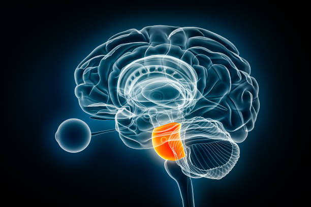 istock Pons lateral x-ray view 3D rendering illustration. Human brain stem or brain stem anatomy, medical, healthcare, biology, science, neuroscience, neurology concepts. 1770636625
