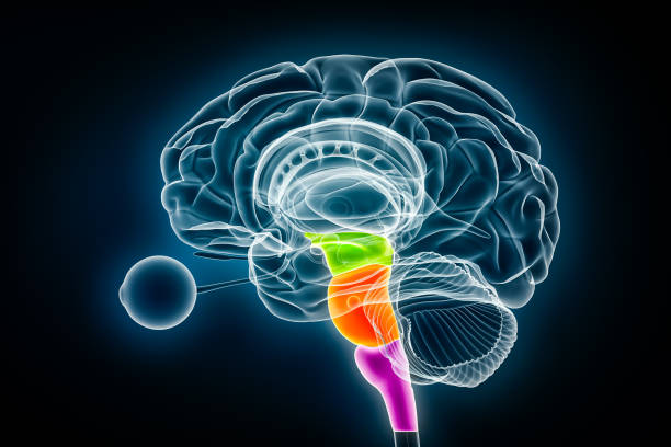 Midbrain in green, pons in orange and medulla oblongata in purple 3D rendering illustration. Human brain stem or brainstem anatomy, medical, biology, science, neuroscience, neurology concepts. ilustración de renderizado 3d del mesencéfalo en verde, protuberancia en naranja y bulbo raquídeo en púrpura. tronco encefálico humano o anatomía del tronco encefálico, conceptos médicos, biológicos, científicos, neurocientíficos, neurólogos.