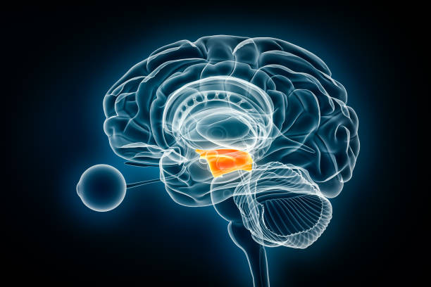 istock Midbrain or mesencephalon lateral x-ray view 3D rendering illustration. Human brain and nervous system anatomy, medical, healthcare, biology, science, neuroscience, neurology concepts. 1770637837