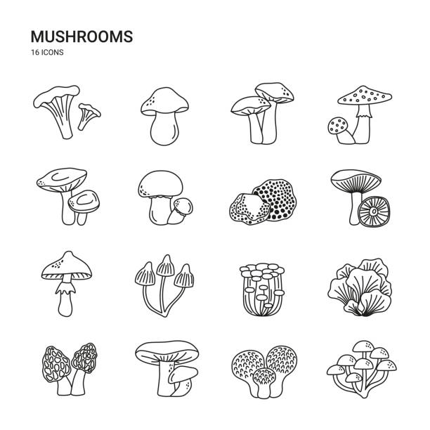 ilustraciones, imágenes clip art, dibujos animados e iconos de stock de conjunto de iconos con setas. hongos comestibles y venenosos. rebozuelos, porcini, trufas, shiitake y otros. ilustraciones de líneas vectoriales simples. - seta