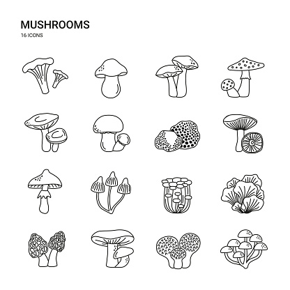 Icon set with mushrooms. Edible and poisonous fungus. Chanterelle, porcini, truffles, shiitake, and others. Simple vector line illustrations.