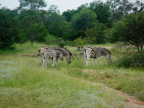 Family of zebras grazing in a National Park. Tourism in a wild territory.