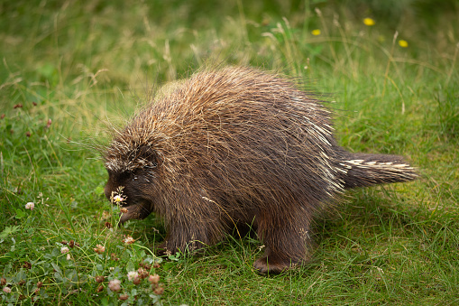 The porcupine seek a food on the grass