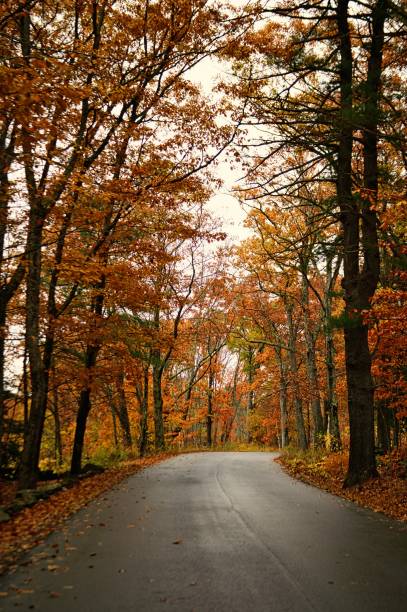istock Country Road in Autumn 1770644899