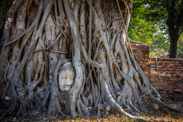 Buddha's head in tree roots at Wat Phra Mahathat Ayutthaya Historical Park is a popular tourist attraction.