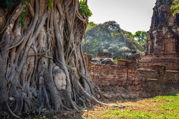 Buddha's head in tree roots at Wat Phra Mahathat Ayutthaya Historical Park is a popular tourist attraction.