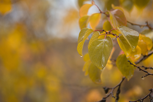 raindrops on yellow and green leaves, tree branches