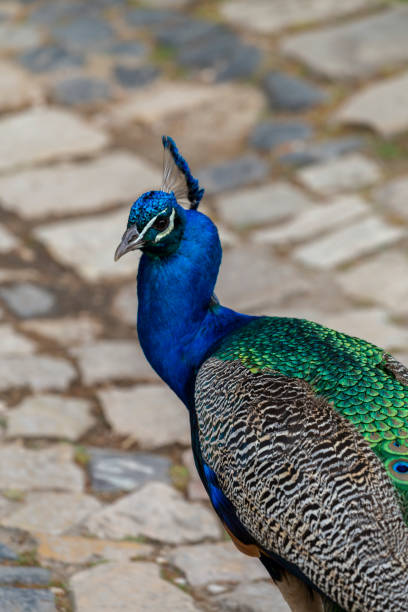 istock Peacock on a summer day in Lisbon 1770653366