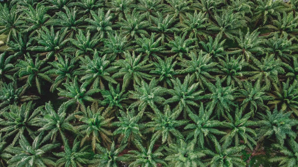 istock Aerial view of palm trees 1770660352