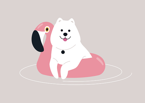 A fluffy Samoyed dog enjoying a swim with an inflatable flamingo life buoy, partaking in summer swimming pool party activities