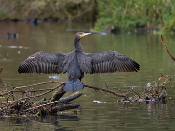 istock Great cormorant, Phalacrocorax carbo 1770669940