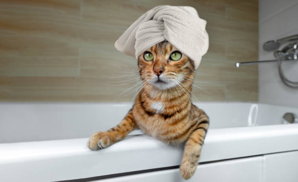 istock Bengal cat washes itself in the bathroom. 1770675593