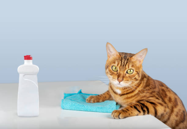 istock The cat wipes the table with a microfiber cloth. 1770676734