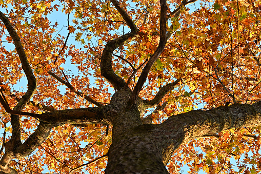 Crown of northern red oak in autumn, horizontal. In the Connecticut woods, early November.