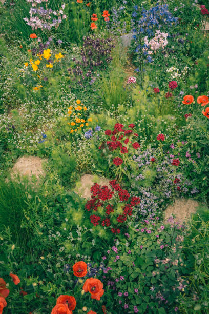 Blooming season in a garden on northern Italy - with Papaver, Aquilegia, Pennisetum, Oxalis, Myosotis, Dianthus