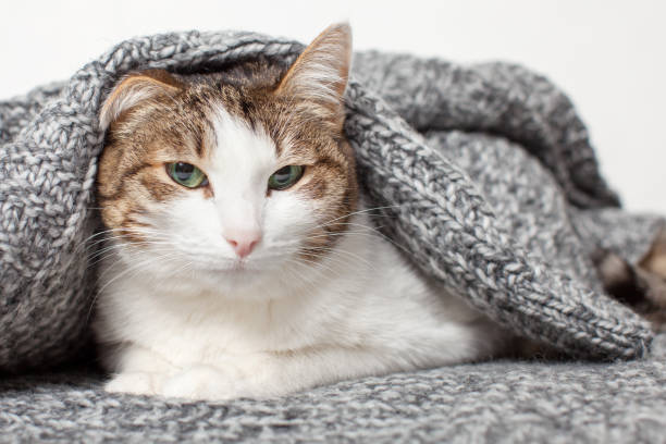 istock Cat Lying in gray knitted blanket 1770694492