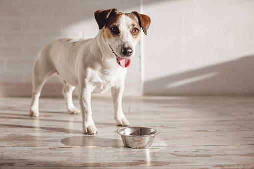 Cute smiling dog eating food from bowl near white wall at home. Pet looking at camera