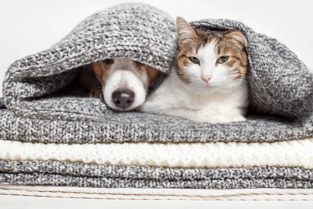 istock Cat and dog lying together on knitted blanket 1770694498