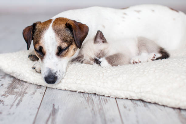 istock Cat and dog lying together on white blanket 1770695027