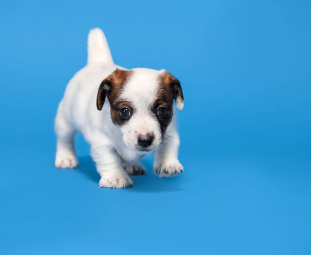 istock Small puppy dog 1770695063