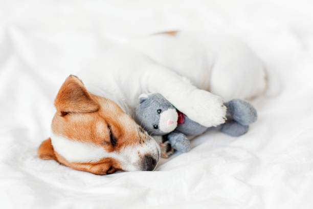 istock Cute pupppy dog sleeping in bed with fluffy toy 1770695080