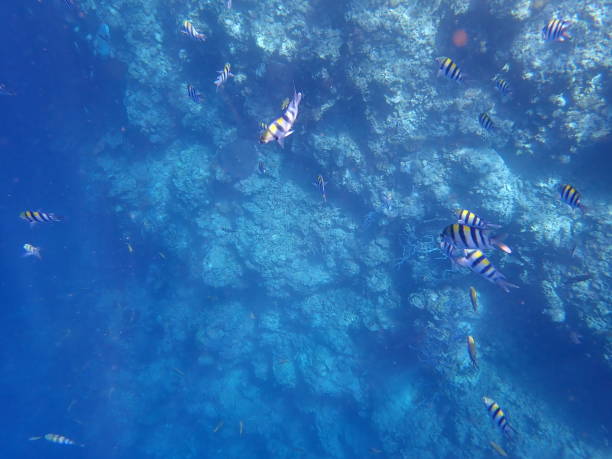 istock Fish & Coral in Menjangan Island 1770696799