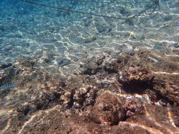 istock Fish & Coral in Menjangan Island 1770696820